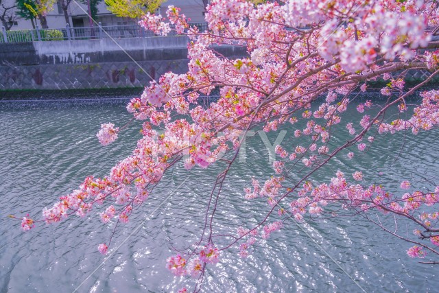 写真のタイトルが入ります