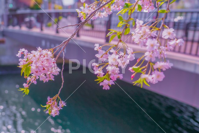 写真のタイトルが入ります
