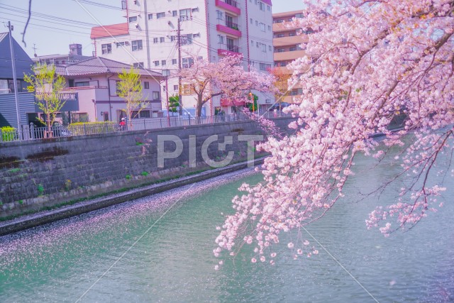 大岡川プロムナードの桜