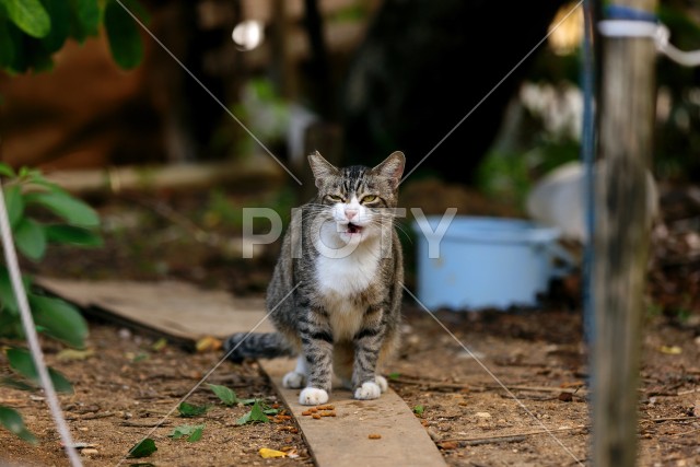 写真のタイトルが入ります