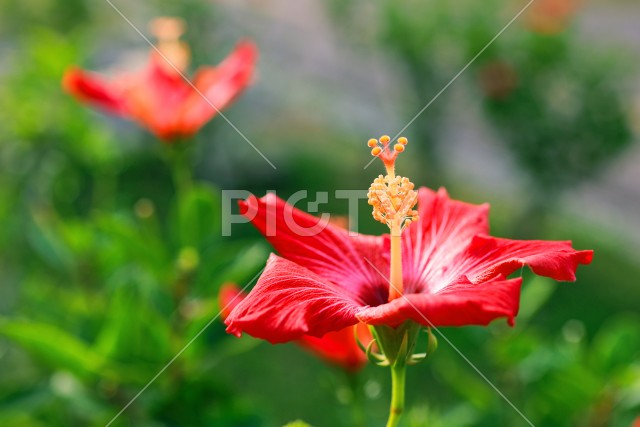 写真のタイトルが入ります