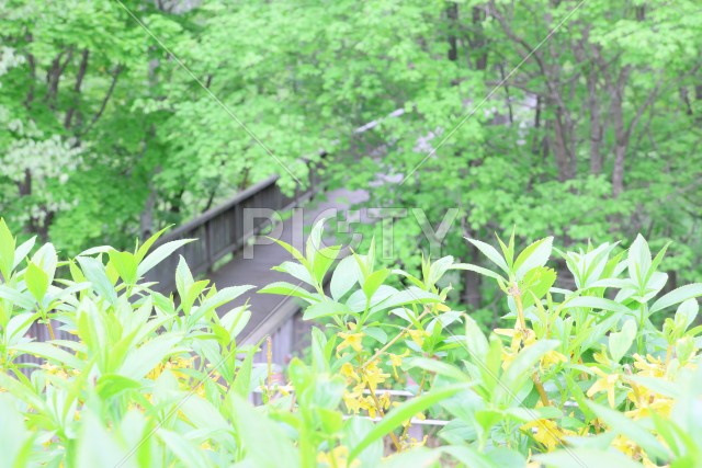 写真のタイトルが入ります