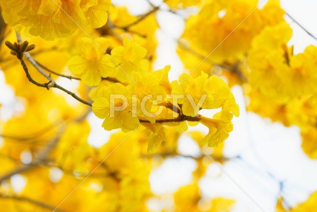 写真のタイトルが入ります