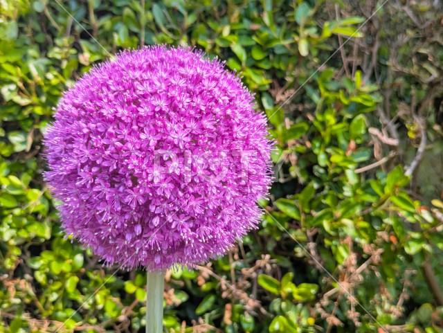 写真のタイトルが入ります