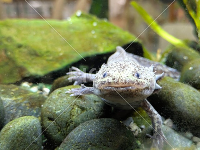 写真のタイトルが入ります