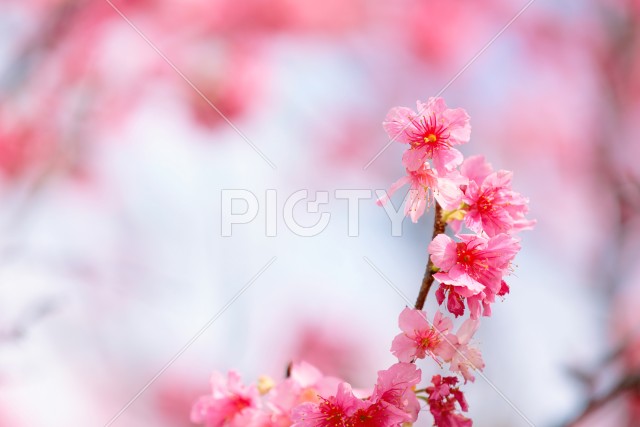 写真のタイトルが入ります