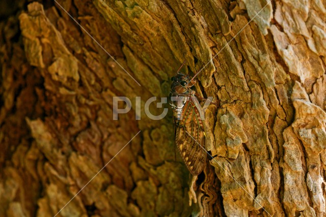 写真のタイトルが入ります