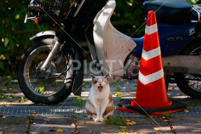 写真のタイトルが入ります