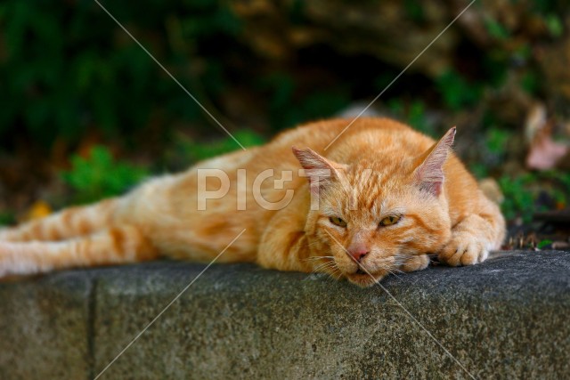 写真のタイトルが入ります