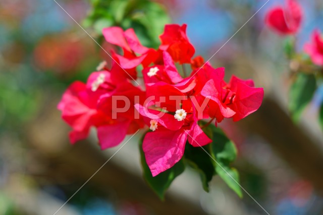 写真のタイトルが入ります