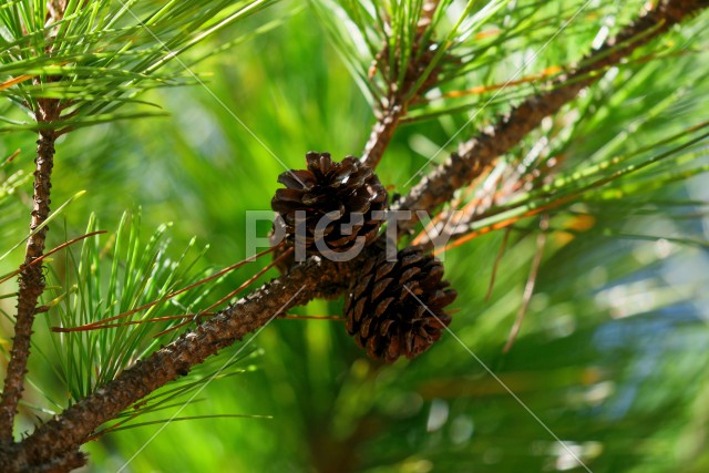 写真のタイトルが入ります