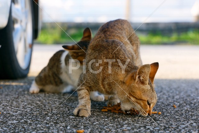 写真のタイトルが入ります