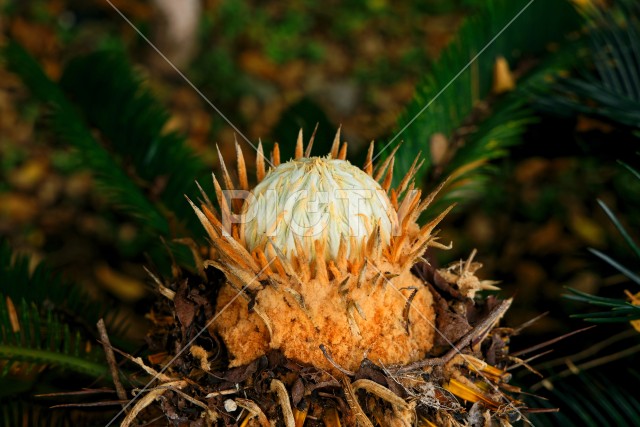 写真のタイトルが入ります