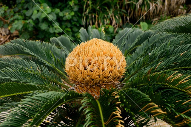 写真のタイトルが入ります