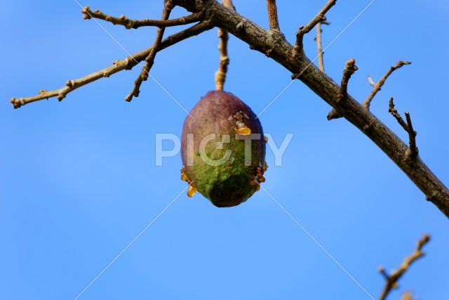 写真のタイトルが入ります