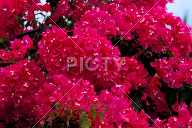 写真のタイトルが入ります