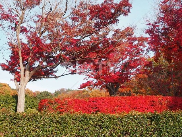 写真のタイトルが入ります