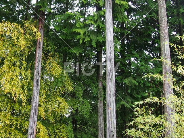 写真のタイトルが入ります