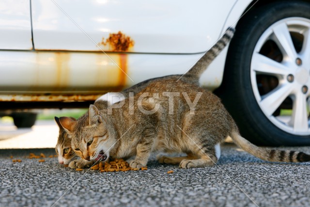 写真のタイトルが入ります