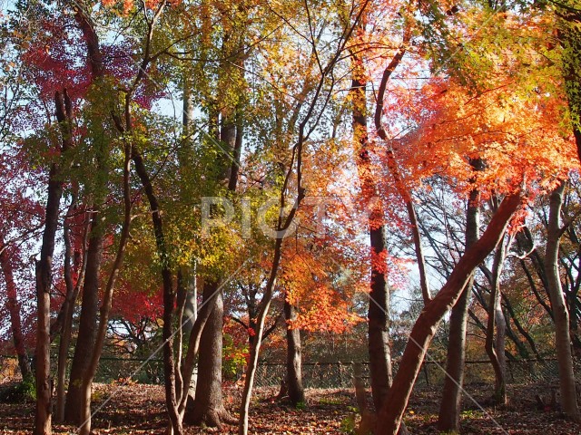 写真のタイトルが入ります
