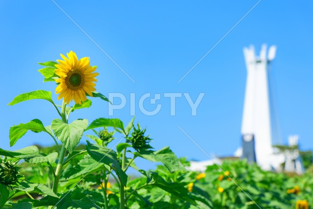 写真のタイトルが入ります