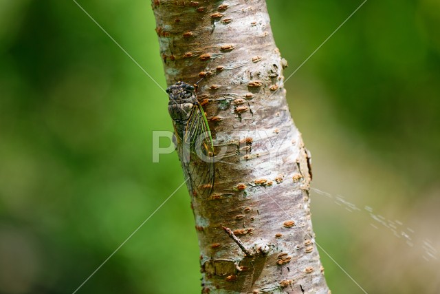 写真のタイトルが入ります