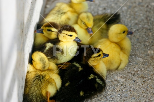 バリケン（ヒナ）