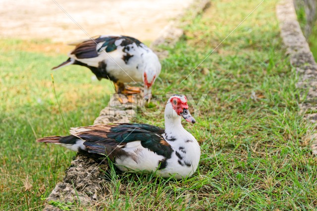 写真のタイトルが入ります