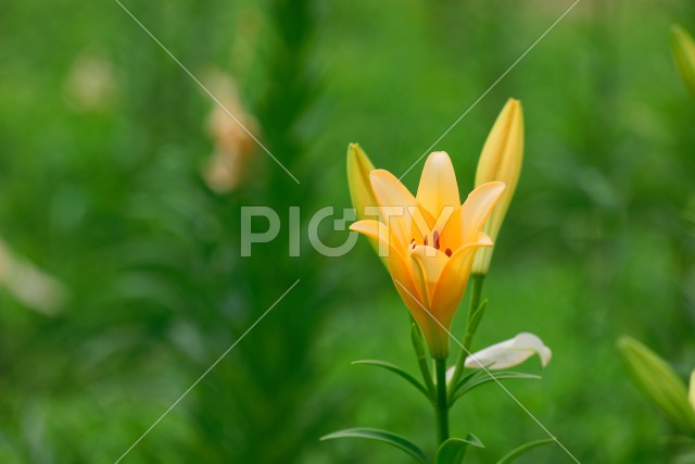 写真のタイトルが入ります