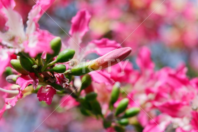 写真のタイトルが入ります