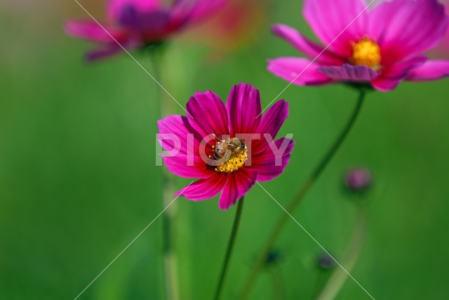 写真のタイトルが入ります