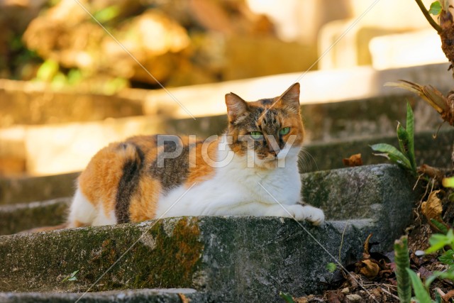 写真のタイトルが入ります