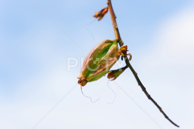 写真のタイトルが入ります