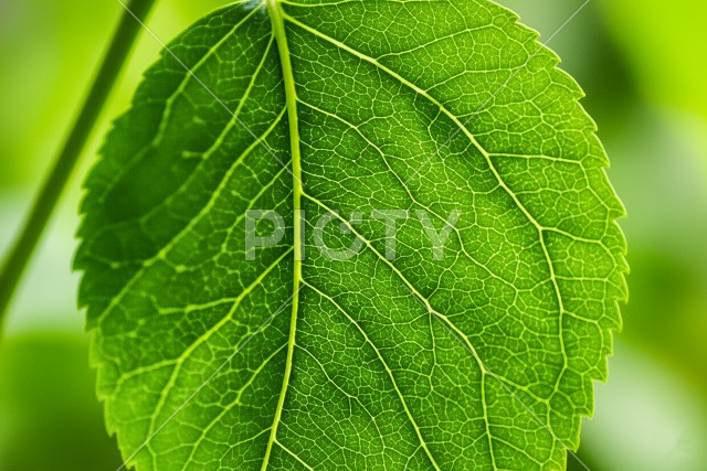 写真のタイトルが入ります