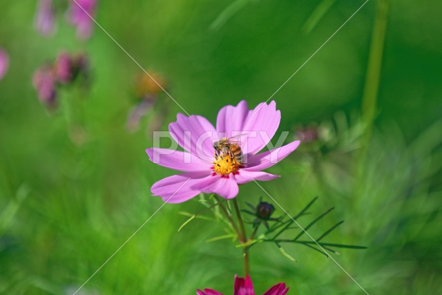 写真のタイトルが入ります