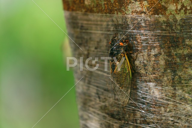 写真のタイトルが入ります