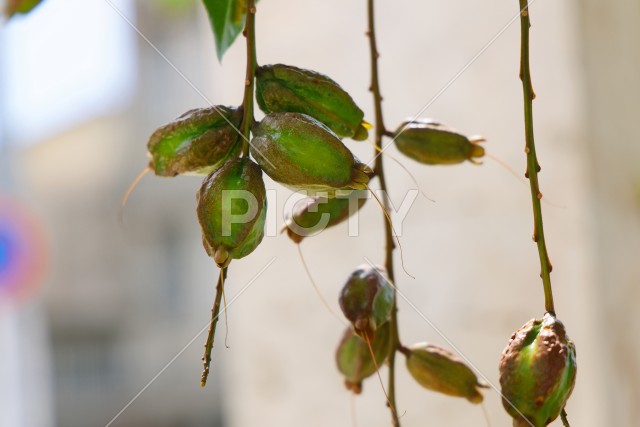 写真のタイトルが入ります