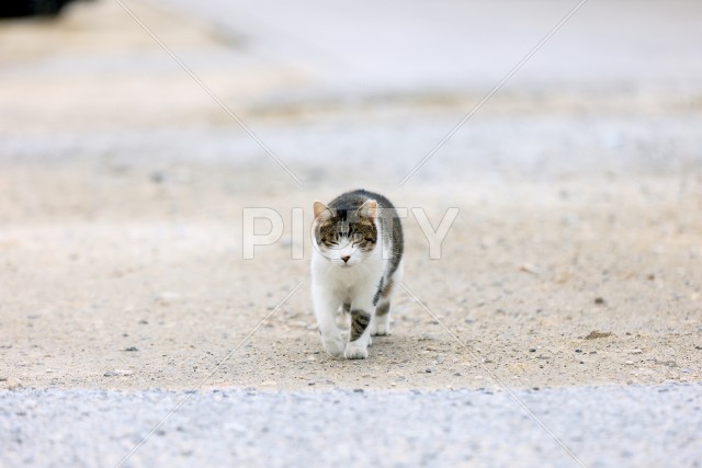 写真のタイトルが入ります