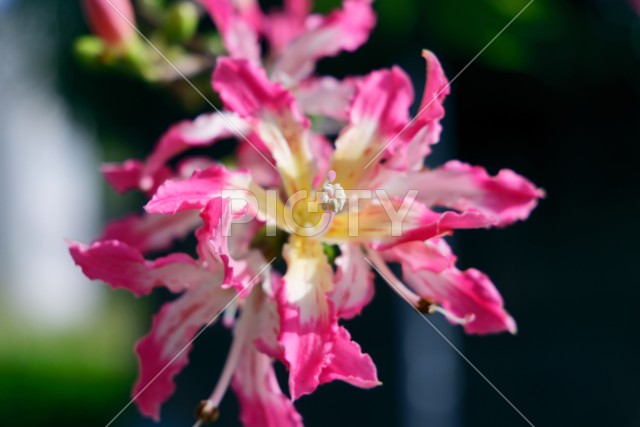 写真のタイトルが入ります