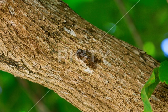 写真のタイトルが入ります