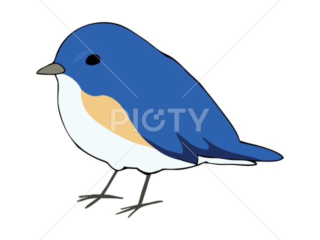 写真のタイトルが入ります