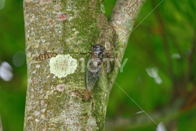 写真のタイトルが入ります