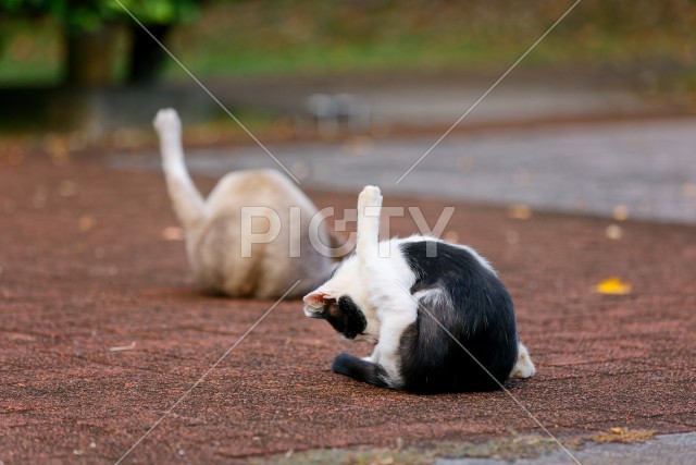 写真のタイトルが入ります