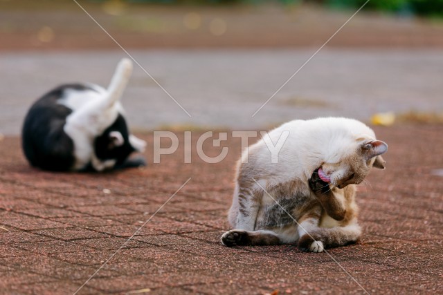写真のタイトルが入ります