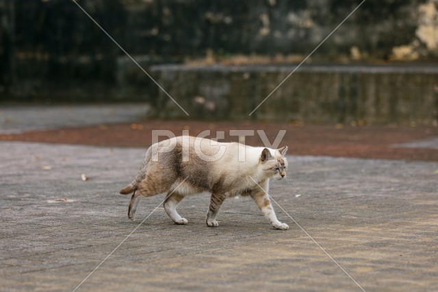 写真のタイトルが入ります