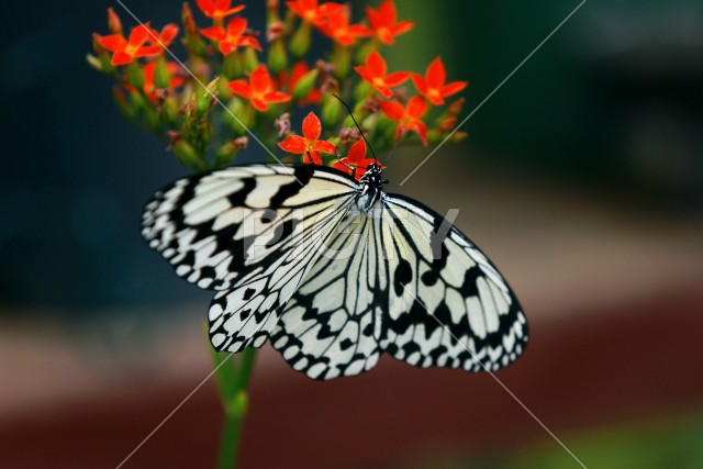 写真のタイトルが入ります