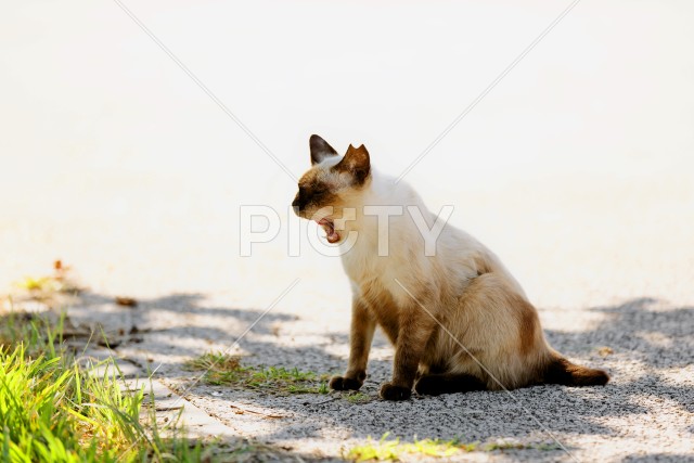 野良猫