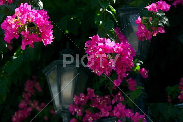 写真のタイトルが入ります