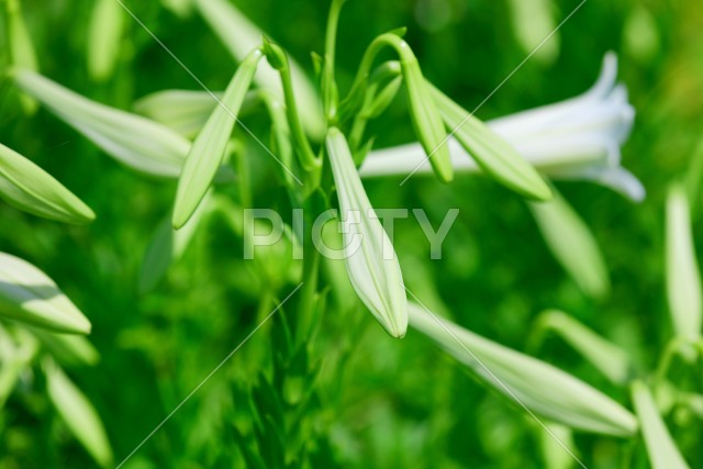 写真のタイトルが入ります