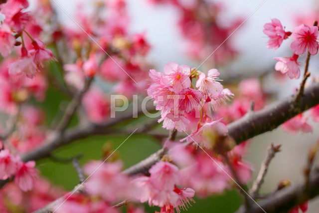 写真のタイトルが入ります